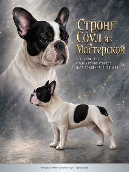 Персональный плакат французского бульдога: портрет-герой и стойка в профиль на мраморном фоне, кличка и титулы